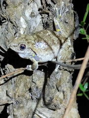 Litoria rothii