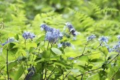 Hydrangea serrata