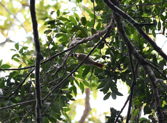 Dendroma erythroptera