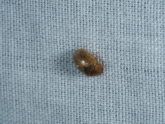 Enochrus