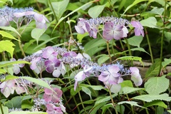 Hydrangea serrata