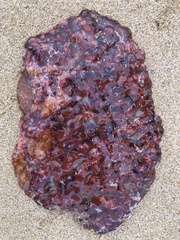 Actiniidae