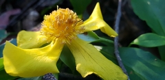 Hibbertia scandens