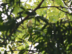 Coccyzus melacoryphus