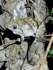 Litoria rothii