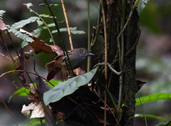 Epinecrophylla leucophthalma