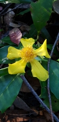 Hibbertia scandens