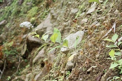 Lysimachia clethroides