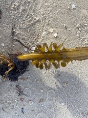 Undaria pinnatifida