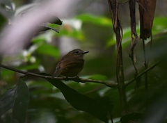 Thamnomanes ardesiacus