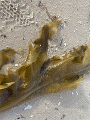 Undaria pinnatifida