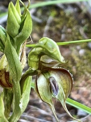 Pterostylis lepida