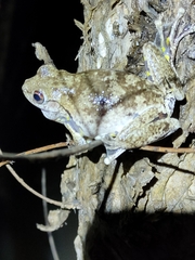 Litoria rothii