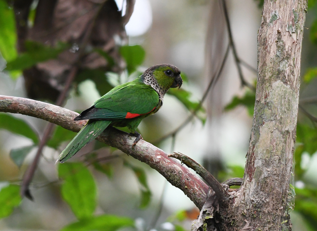 Black-capped Parakeet (Pyrrhura rupicola) photo