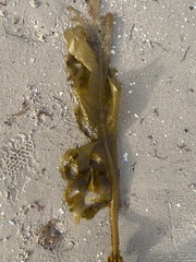 Undaria pinnatifida