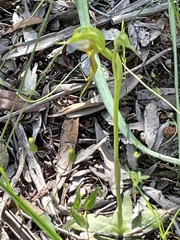 Pterostylis lepida