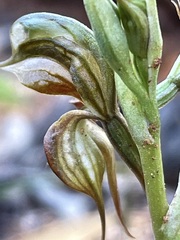 Pterostylis lepida