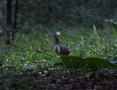 Crypturellus undulatus