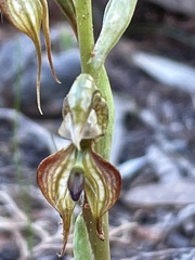 Pterostylis lepida