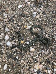 Hemorrhois hippocrepis