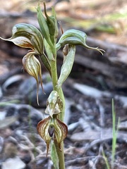 Pterostylis lepida
