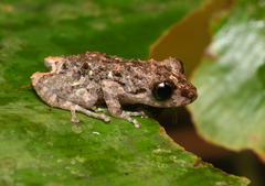 Pristimantis altamazonicus