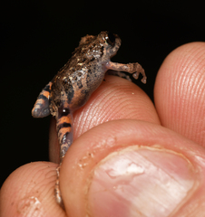 Pristimantis altamazonicus