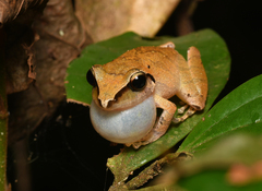 Pristimantis reichlei