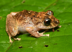 Oreobates cruralis