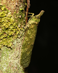 Fulgorinae