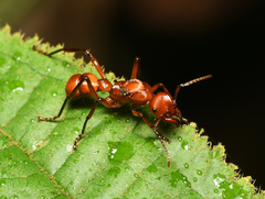 Gnamptogenys concinna