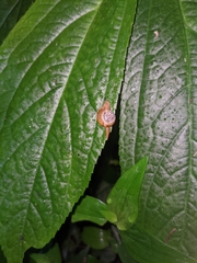 Petalochlamys
