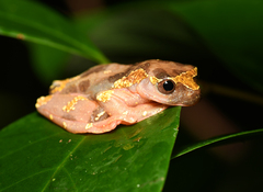 Dendropsophus sarayacuensis