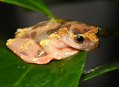 Dendropsophus sarayacuensis