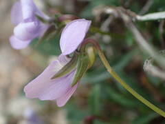 Viola arborescens