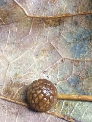 Acraspis pezomachoides