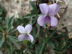 Viola arborescens