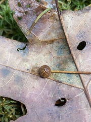 Acraspis pezomachoides