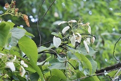 Hydrangea hydrangeoides