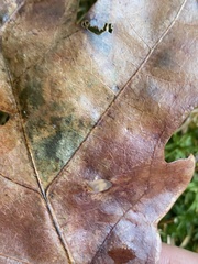 Acraspis pezomachoides