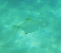 Monodactylus argenteus