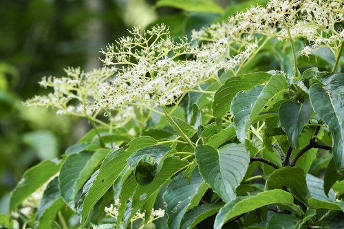 Cornus macrophylla, photograph 4