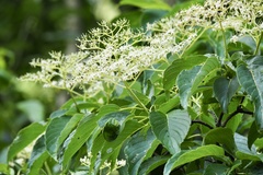 Cornus macrophylla