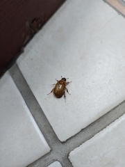 Cyclocephala lunulata