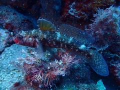 Gobius cruentatus