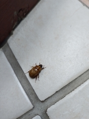 Cyclocephala lunulata