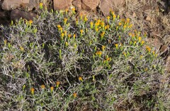 Pegolettia