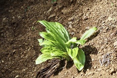 Calanthe discolor