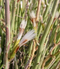 Kleinia longiflora