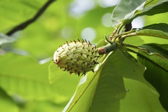 Magnolia obovata